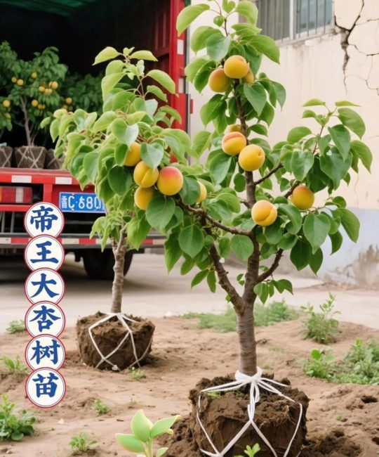 杏树南方可以种吗？南方种植完整指南与实操技巧