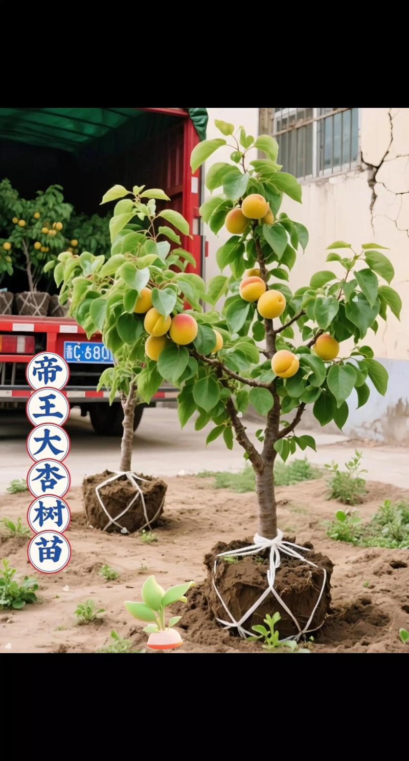 杏树南方可以种吗?南方种植完整指南与实操技巧 杏树生长习性分析