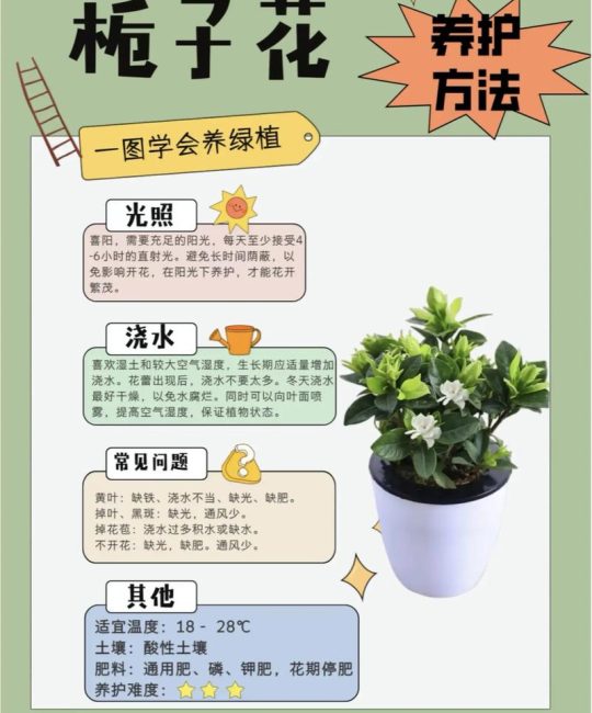 栀子花摘下来后怎么养？瓶插保鲜的六个养护要点