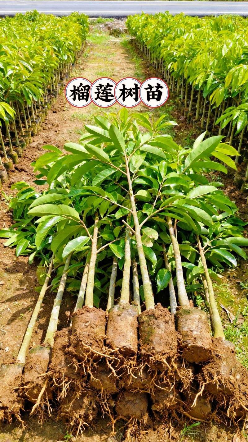 柳树苗多少钱一棵?2025年最新价格参考与影响因素全解析 常见问题(FAQ)