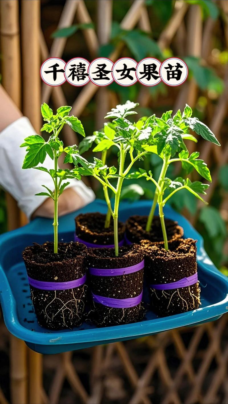 番茄苗买回来该怎么种?家庭盆栽与地栽全流程操作指南 番茄苗买回来该怎么种?家庭盆栽与地栽全流程操作指南