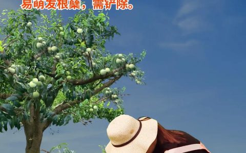 李子树施肥最佳时间与全年科学养护指南