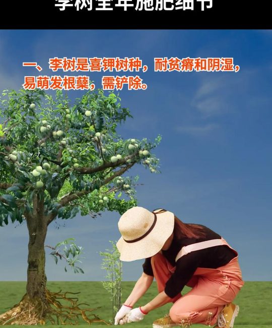 李子树施肥最佳时间与全年科学养护指南