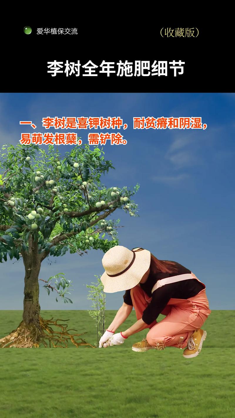 李子树施肥最佳时间与全年科学养护指南 李子树施肥最佳时间与全年科学养护指南