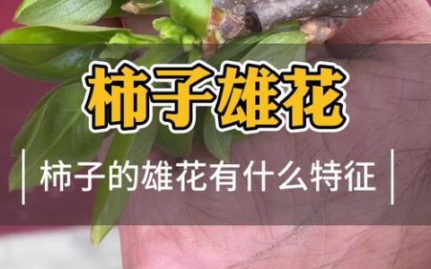 柿子树开花时间及养护全攻略