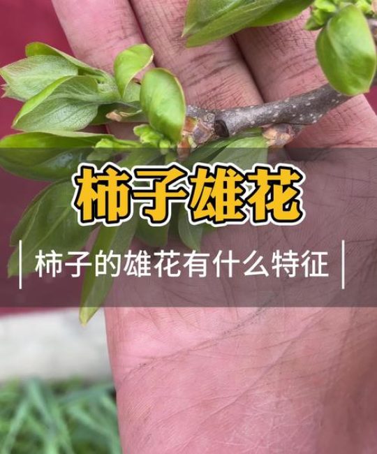 柿子树开花时间及养护全攻略