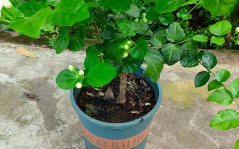黄土可以种茉莉花吗？先说结论