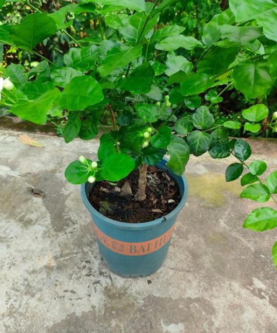 黄土可以种茉莉花吗？先说结论