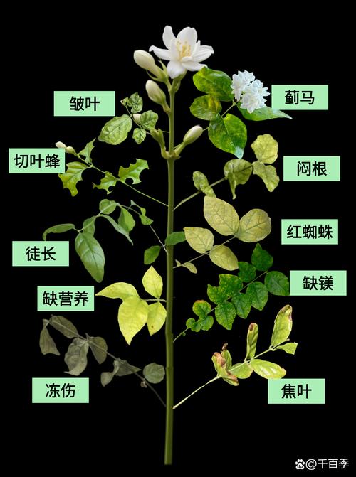 黄土可以种茉莉花吗?先说结论 二、土壤环境