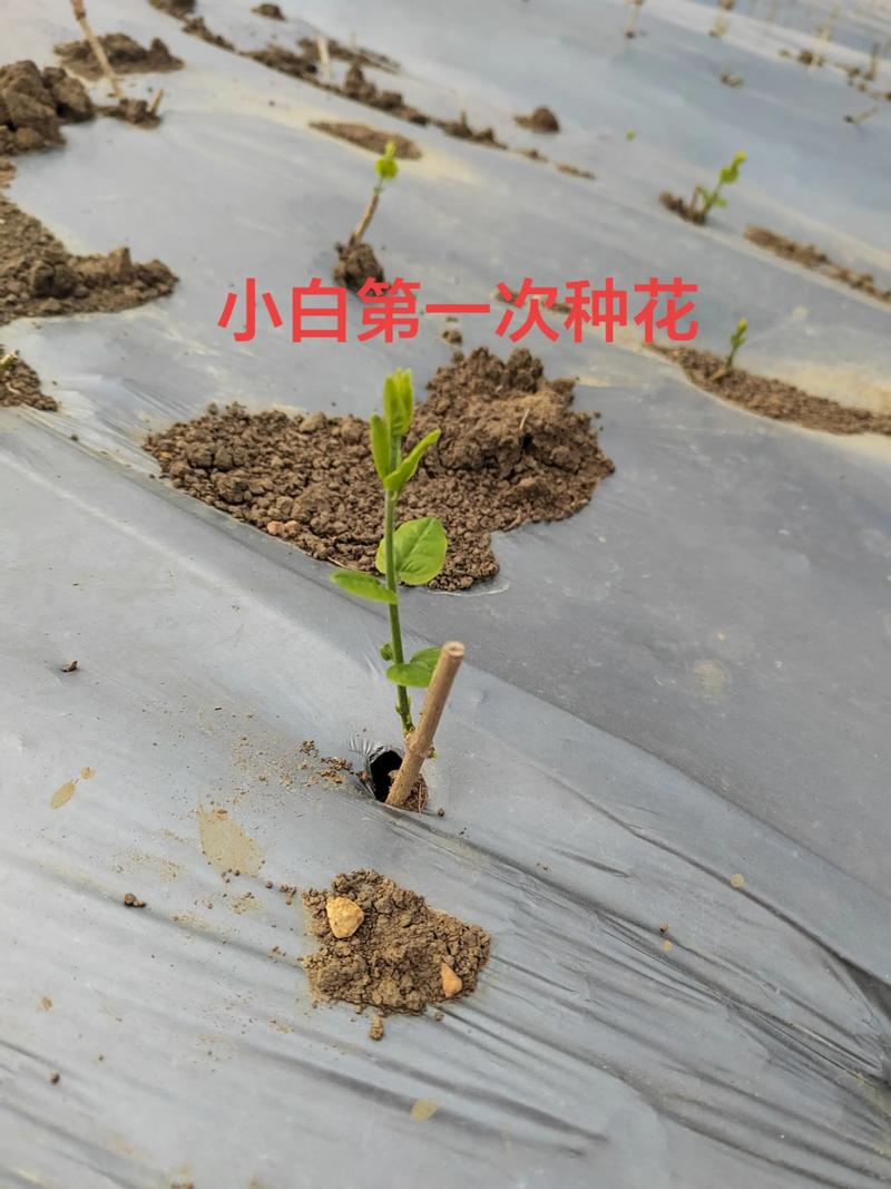 黄土可以种茉莉花吗?先说结论 三、栽前处理