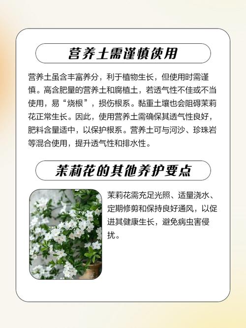 黄土可以种茉莉花吗?先说结论 七、成活注意事项