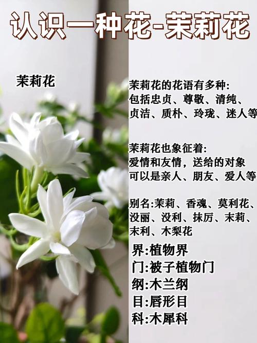 黄土可以种茉莉花吗?先说结论 六、缓苗管理