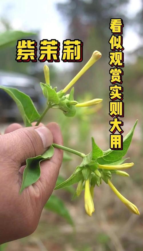 黄土可以种茉莉花吗?先说结论 五、浇定根水