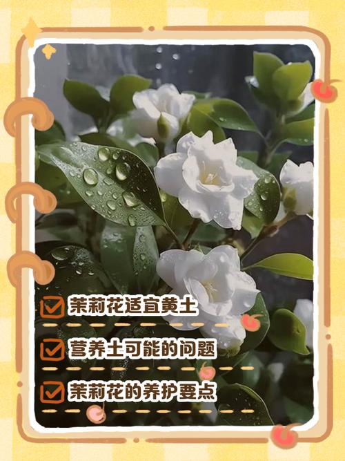 黄土可以种茉莉花吗?先说结论 结语