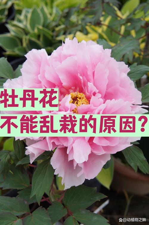 光照与水肥精准方案：按季节刻度化执行