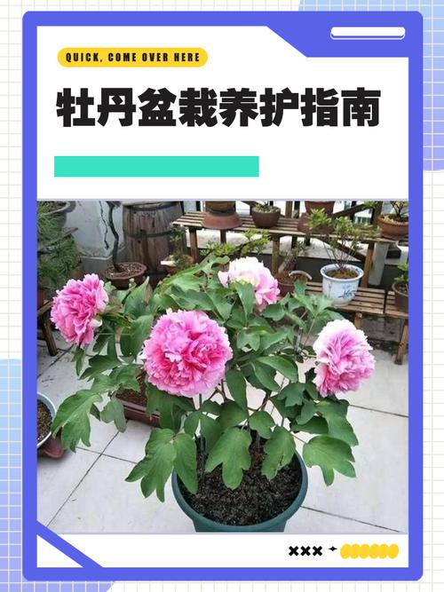 盆栽与地栽选择决策：3个判断标准