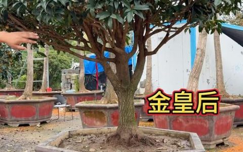 嫁接桂花用什么树桩最好？专家详解最佳砧木选择与操作技巧