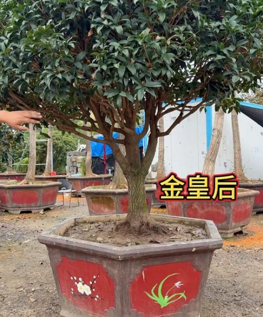 嫁接桂花用什么树桩最好？专家详解最佳砧木选择与操作技巧