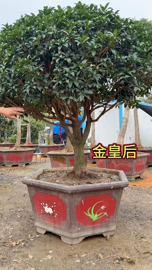 嫁接桂花用什么树桩最好？专家详解最佳砧木选择与操作技巧