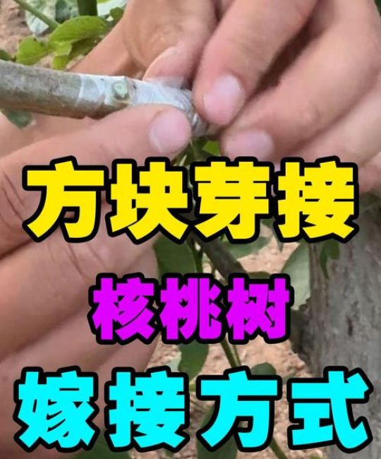 大核桃树嫁接关键技术指南：品种选择、操作步骤与成活率保障
