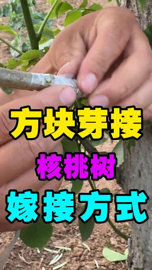大核桃树嫁接关键技术指南:品种选择、操作步骤与成活率保障 大核桃树嫁接关键技术指南:品种选择、操作步骤与成活率保障