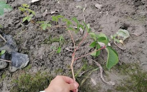 爬山虎苗哪里卖？采购渠道分析与科学选购指南