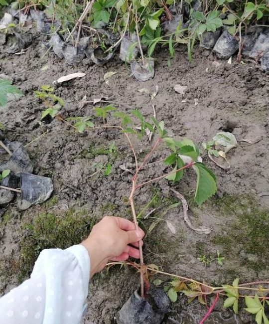 爬山虎苗哪里卖？采购渠道分析与科学选购指南