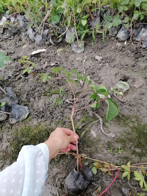 爬山虎苗哪里卖?采购渠道分析与科学选购指南 爬山虎苗哪里卖?采购渠道分析与科学选购指南