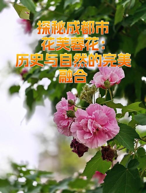 市花有哪些?盘点中国各大城市的市花与城市文化 二、中国主要城市的市花名单