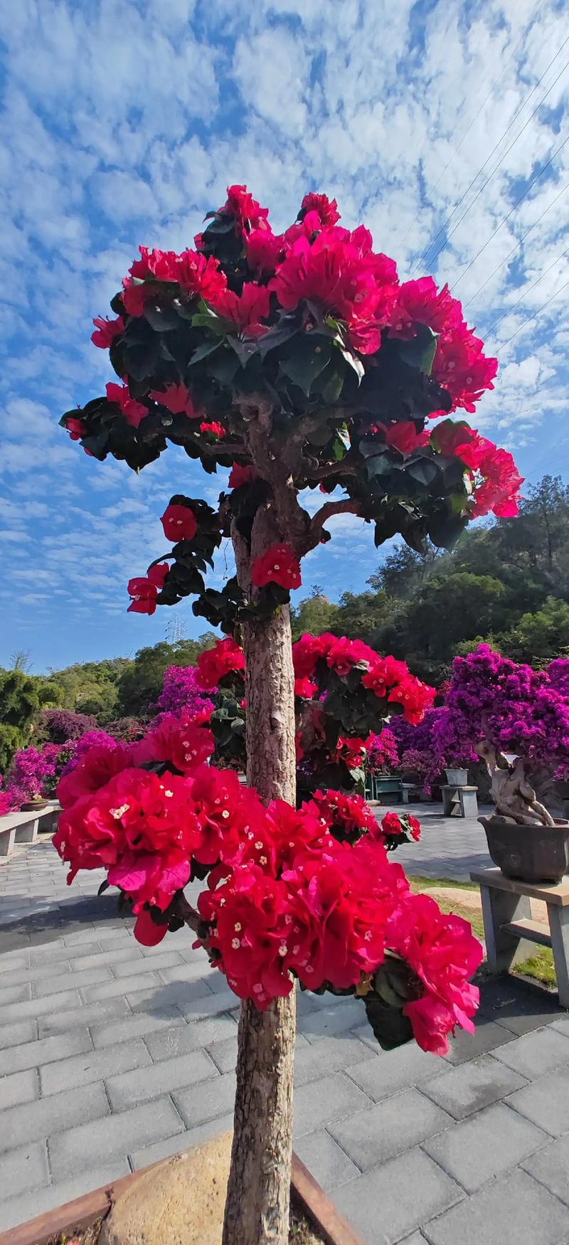 市花有哪些?盘点中国各大城市的市花与城市文化 三、市花背后的文化密码
