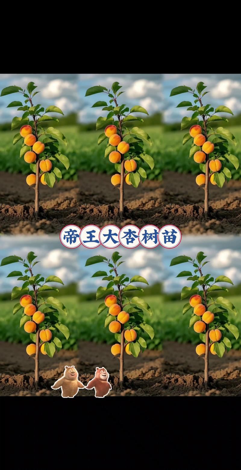 杏树对着大门好不好?科学选址与优质苗木选择是庭院种植成功的关键 授粉需求:金太阳杏自花结实,庭院单株种植无需配置授粉树