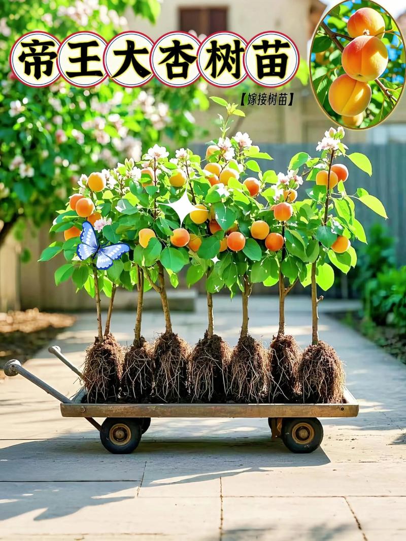 杏树对着大门好不好?科学选址与优质苗木选择是庭院种植成功的关键 总结:杏树对着大门虽无关乎产量,但种植位置务必通风透光,距门至少3米