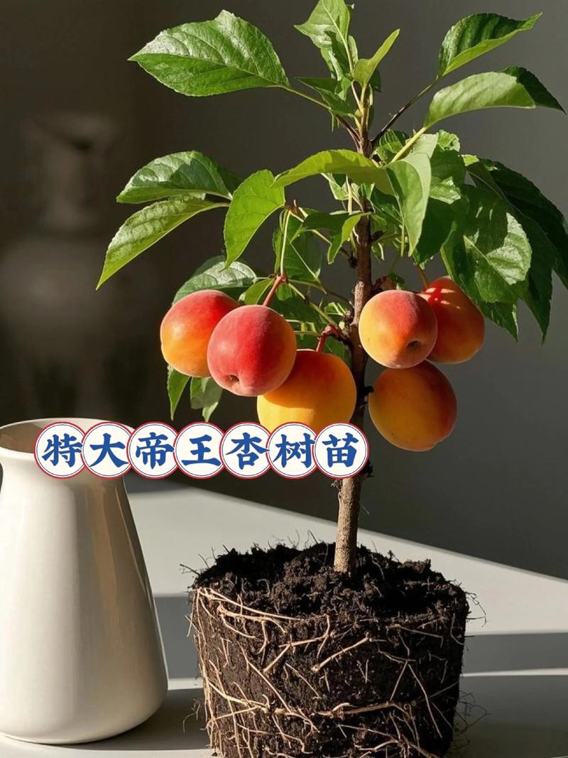 杏树对着大门好不好?科学选址与优质苗木选择是庭院种植成功的关键 采购时警惕“裸根劣苗”与“苗龄虚标”,黄金检验三步法
