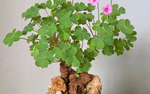 酢浆草怎么爆盆？掌握这5个关键技巧，轻松养出满盆花球