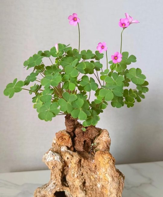 酢浆草怎么爆盆？掌握这5个关键技巧，轻松养出满盆花球