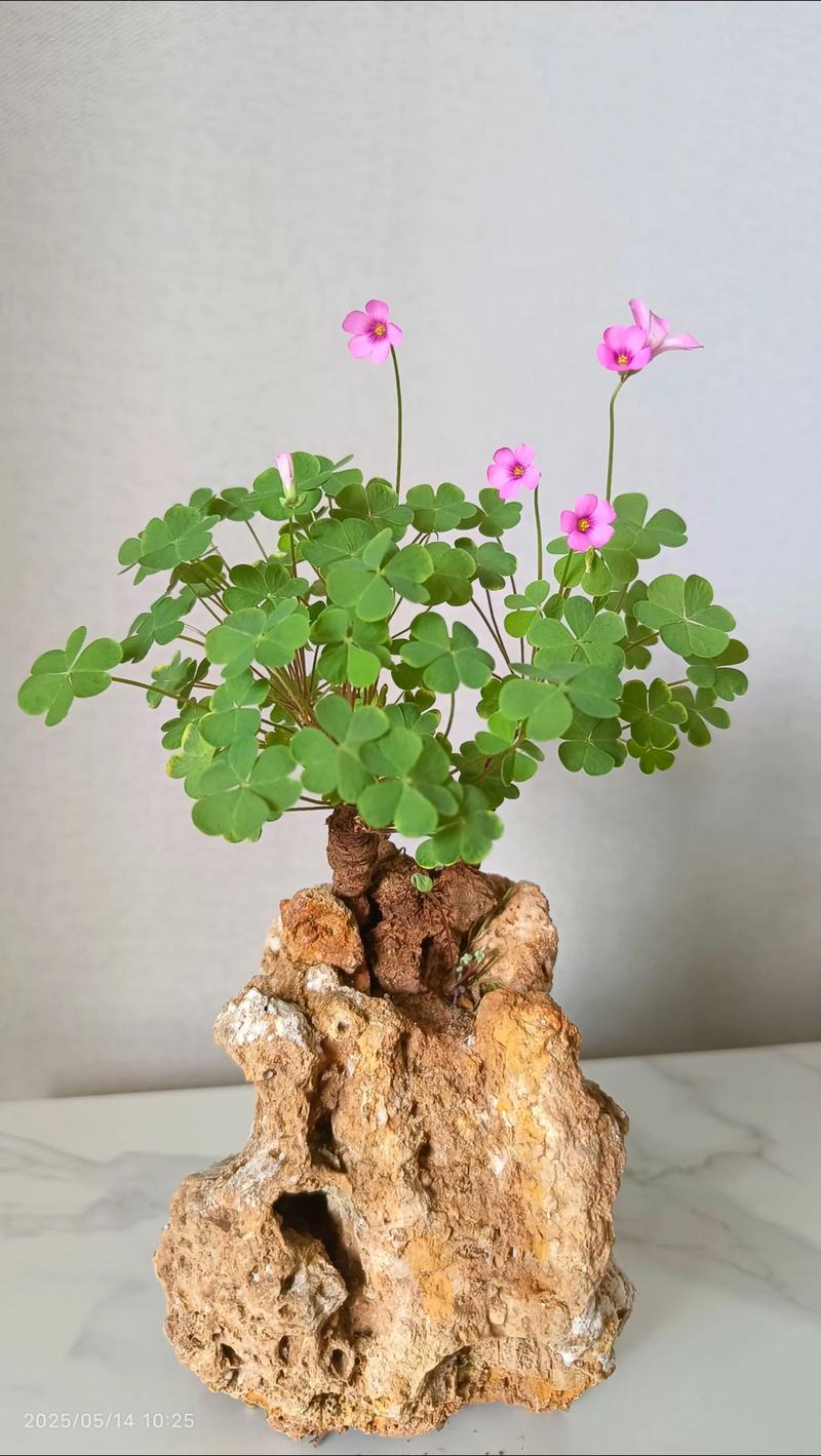 酢浆草怎么爆盆?掌握这5个关键技巧,轻松养出满盆花球 一、选对品种,爆盆事半功倍
