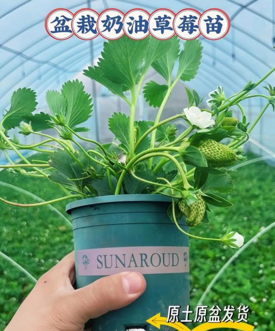 草莓苗补钙用什么？这些方法让你的草莓更甜更壮
