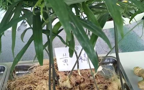 黄精栽植技术指南：从选时到成活的完整步骤