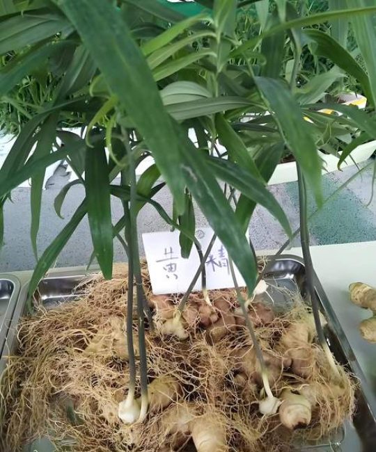 黄精栽植技术指南：从选时到成活的完整步骤