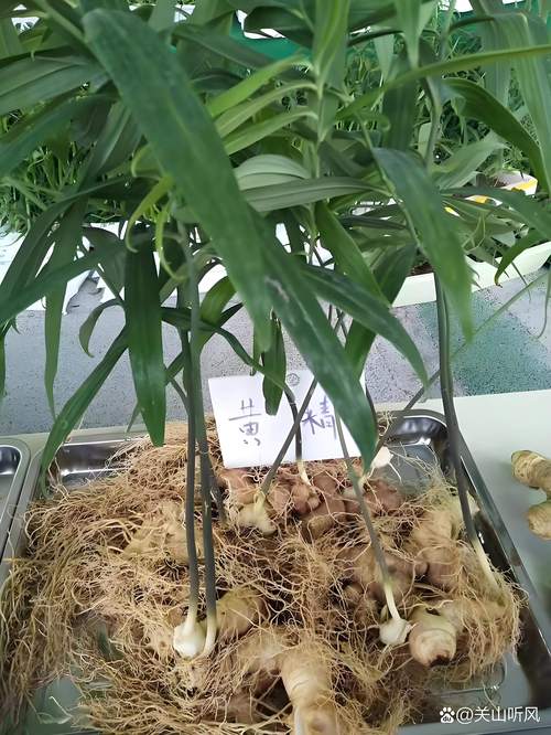 黄精栽植技术指南:从选时到成活的完整步骤 适宜时间