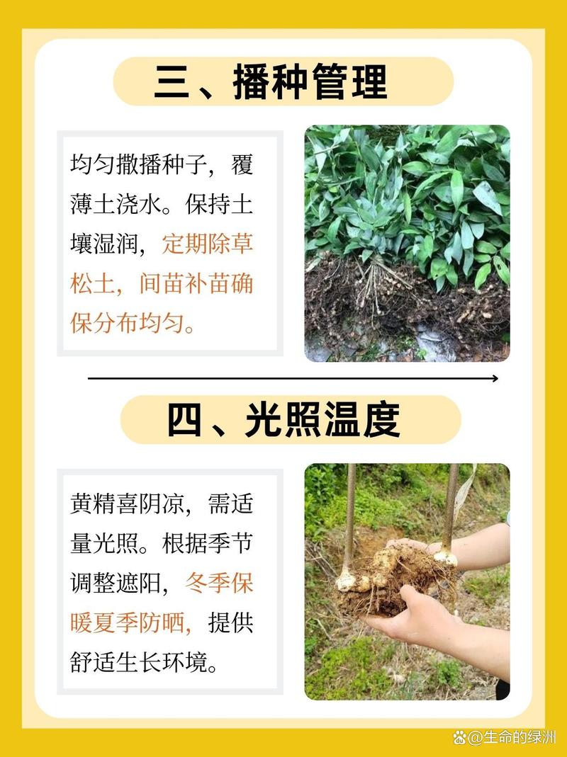 黄精栽植技术指南:从选时到成活的完整步骤 栽植深度
