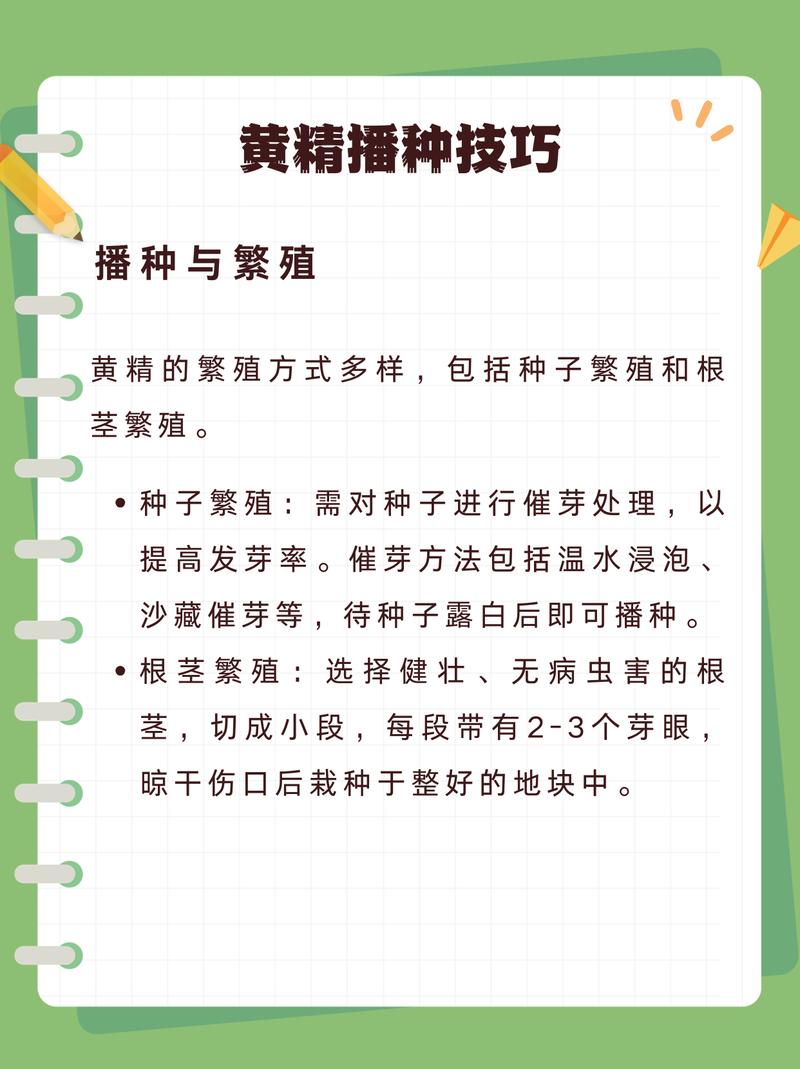黄精栽植技术指南:从选时到成活的完整步骤 浇定根水