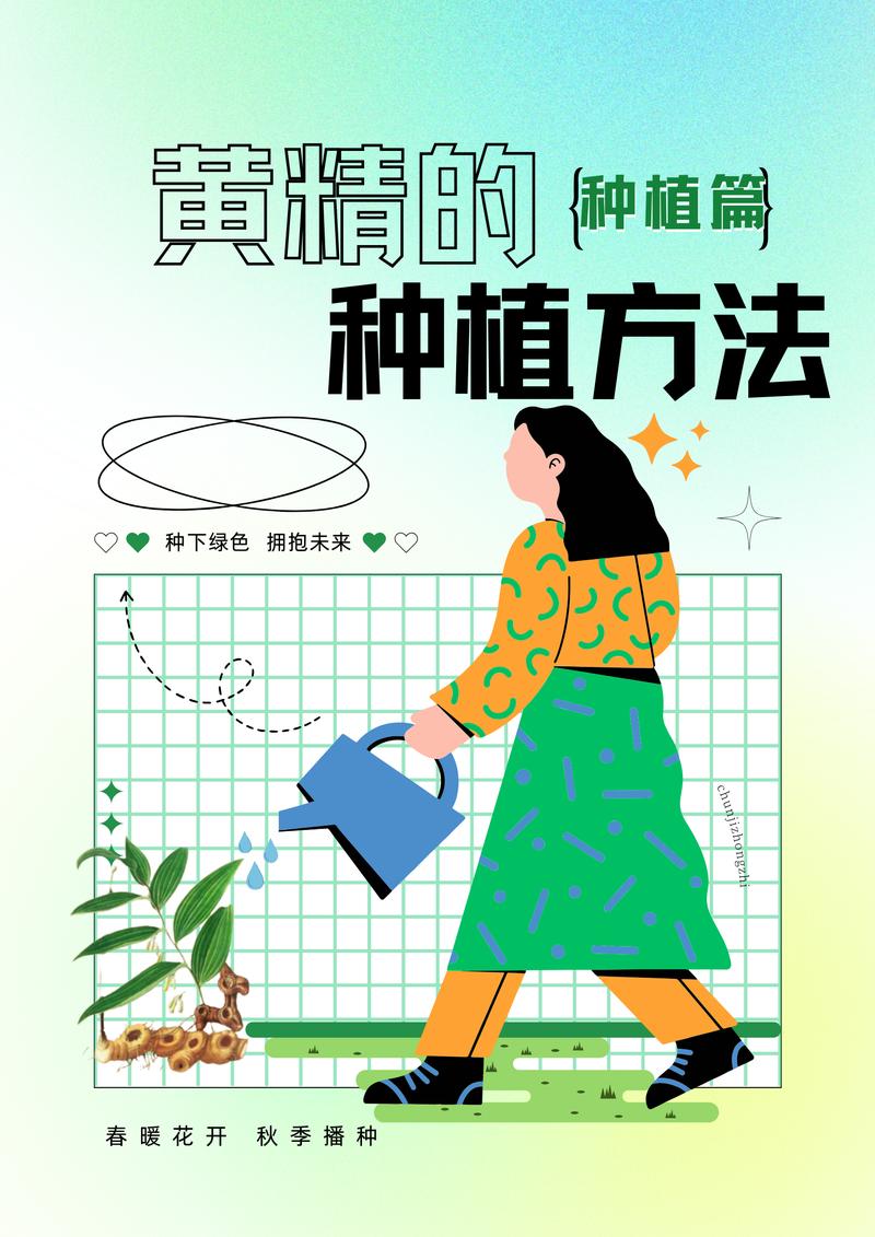 黄精栽植技术指南:从选时到成活的完整步骤 栽前处理