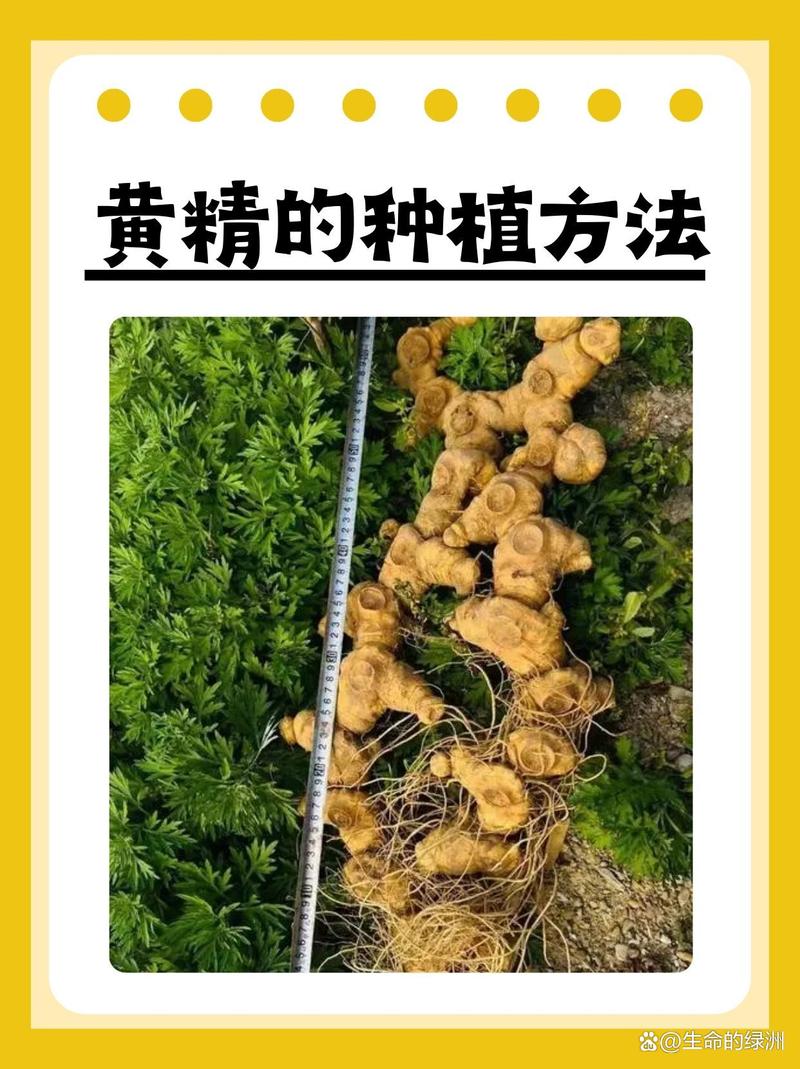 黄精栽植技术指南:从选时到成活的完整步骤 缓苗管理