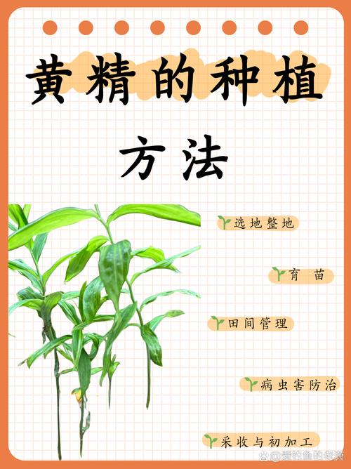 黄精栽植技术指南:从选时到成活的完整步骤 成活注意事项