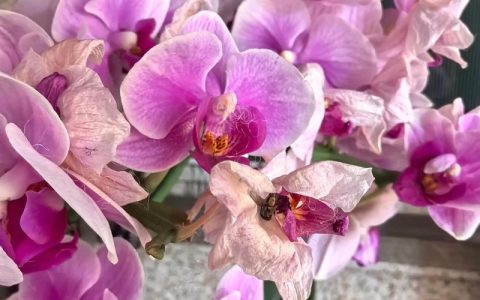 蝴蝶兰花苞枯萎怎么办？4大原因排查与补救指南