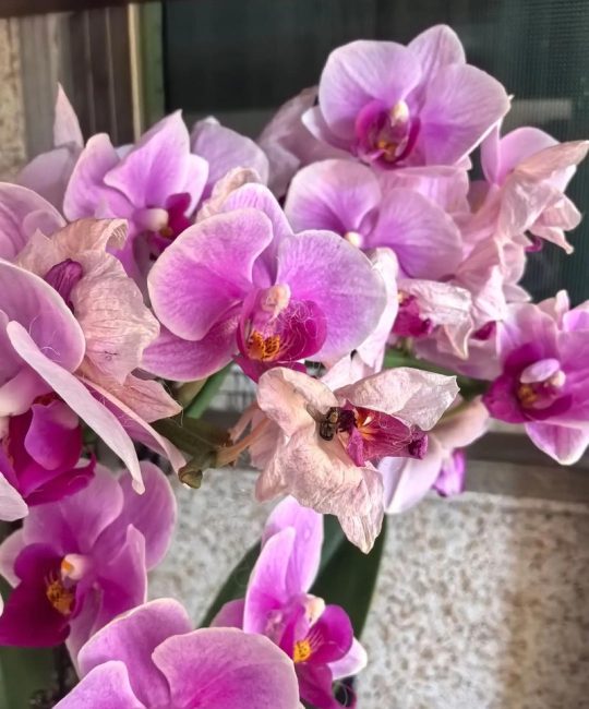 蝴蝶兰花苞枯萎怎么办？4大原因排查与补救指南