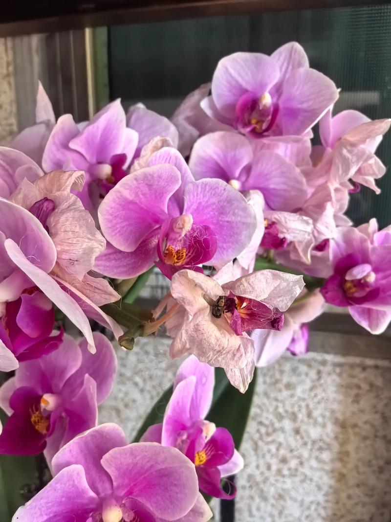 蝴蝶兰花苞枯萎怎么办?4大原因排查与补救指南 蝴蝶兰花苞枯萎怎么办?4大原因排查与补救指南