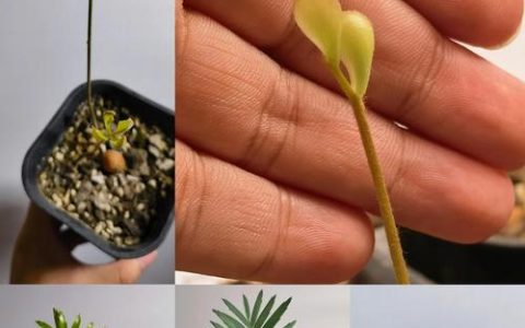 怎么养好铁树？从浇水到换盆的六个实操模块