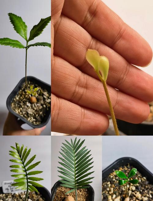 怎么养好铁树?从浇水到换盆的六个实操模块 浇水:干透浇透,宁可偏干也不积湿